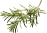 food image rosemary opt