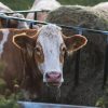farm blog 1 opt