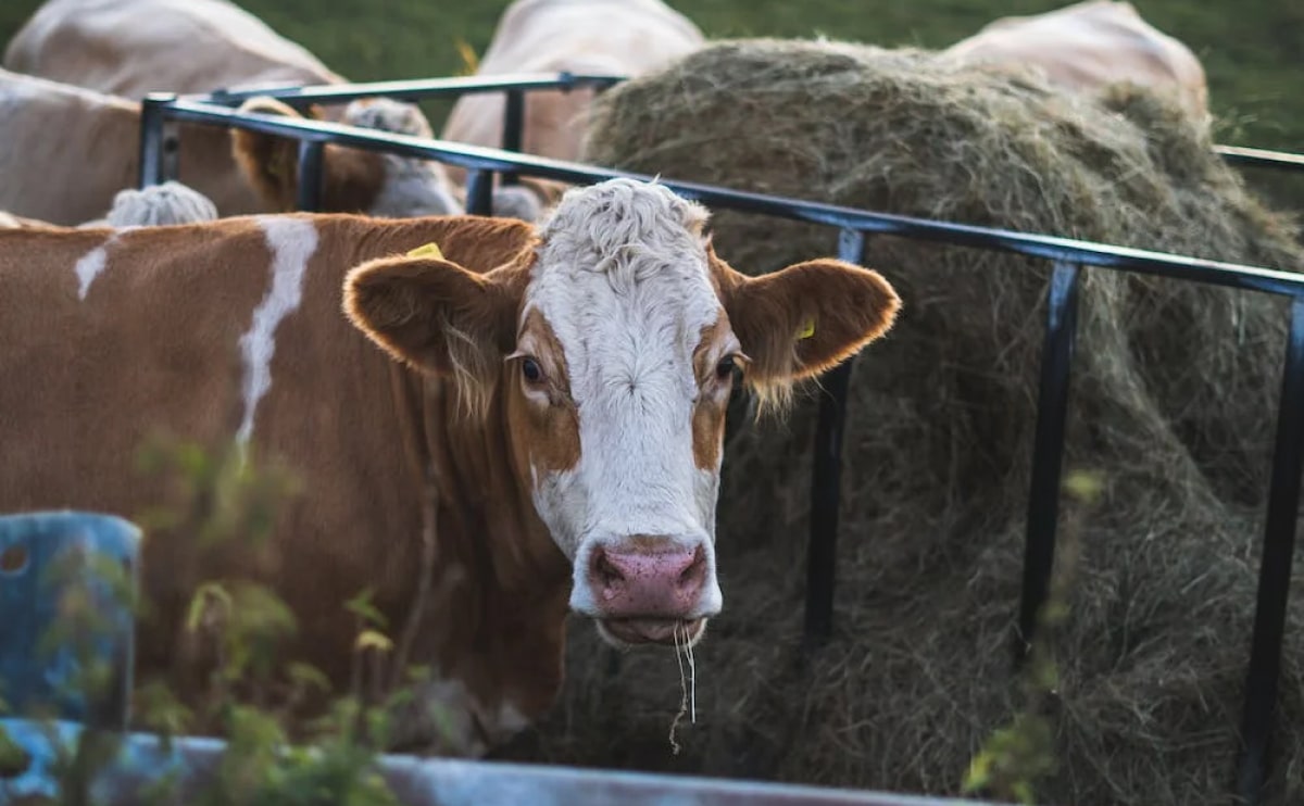 farm blog 1 opt