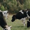 farm blog 8 opt